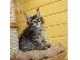 PoulaTo: Επικοινωνήστε μαζί μου μέσω Viber: ( +63-945-413-6749 ) maine coon kittens...
